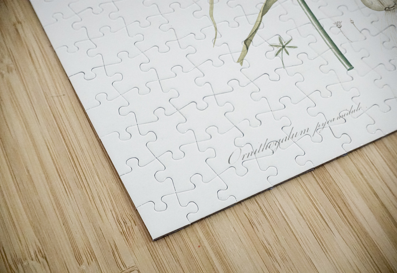 Star-of-Bethlehem illustration  IStockHistory com Puzzle