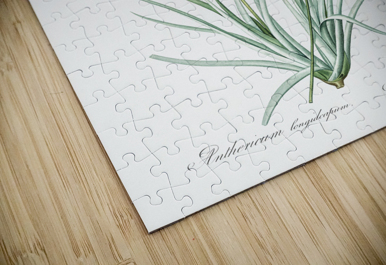 Bulbine illustration  IStockHistory com Puzzle