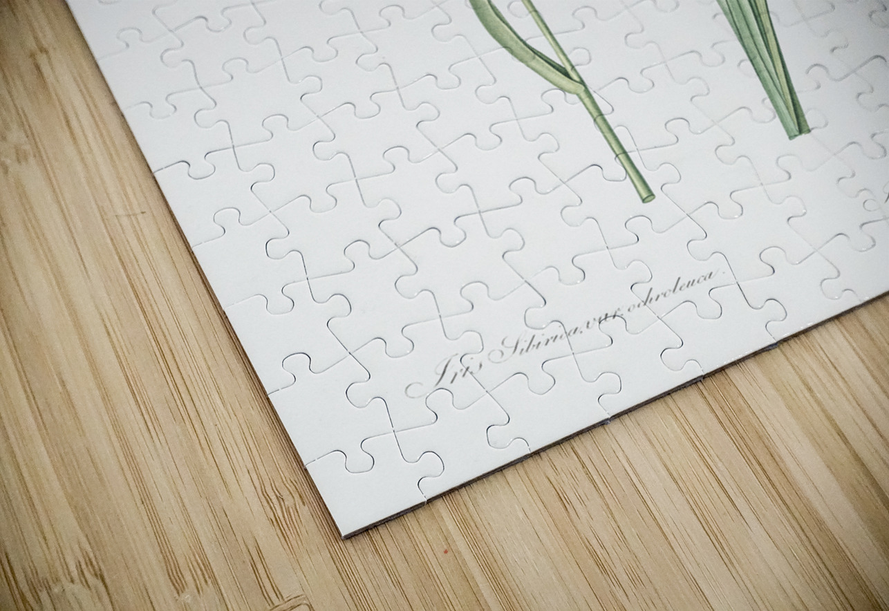 Siberian iris illustration  IStockHistory com Puzzle