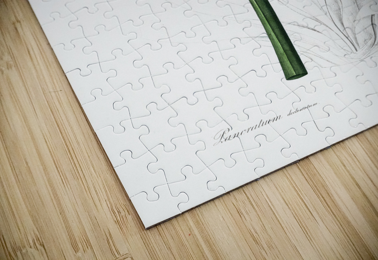 Broadleaf wild leek illustration  IStockHistory com Puzzle