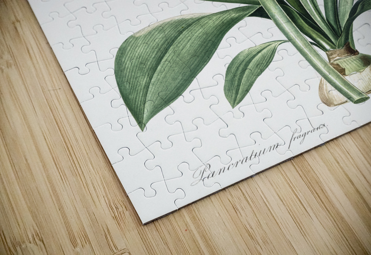 Spider lily illustration  IStockHistory com Puzzle