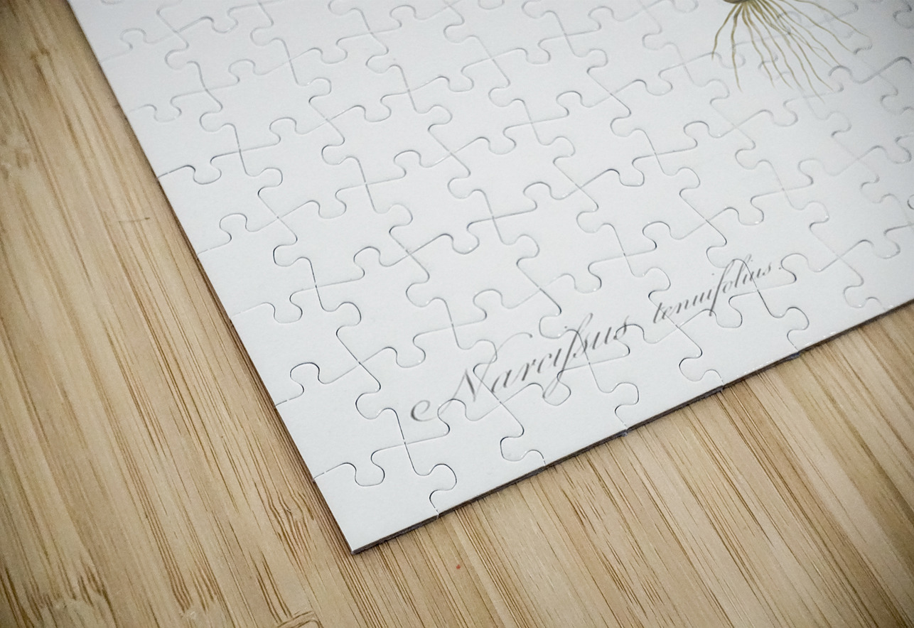 Petticoat daffodil illustration  IStockHistory com Puzzle