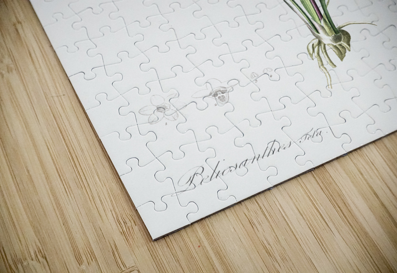 Peliosanthes teta illustration  IStockHistory com Puzzle