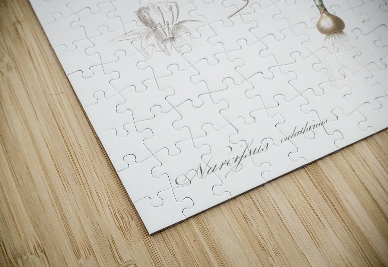 Green-tinge spiderlily illustration  IStockHistory com Puzzle