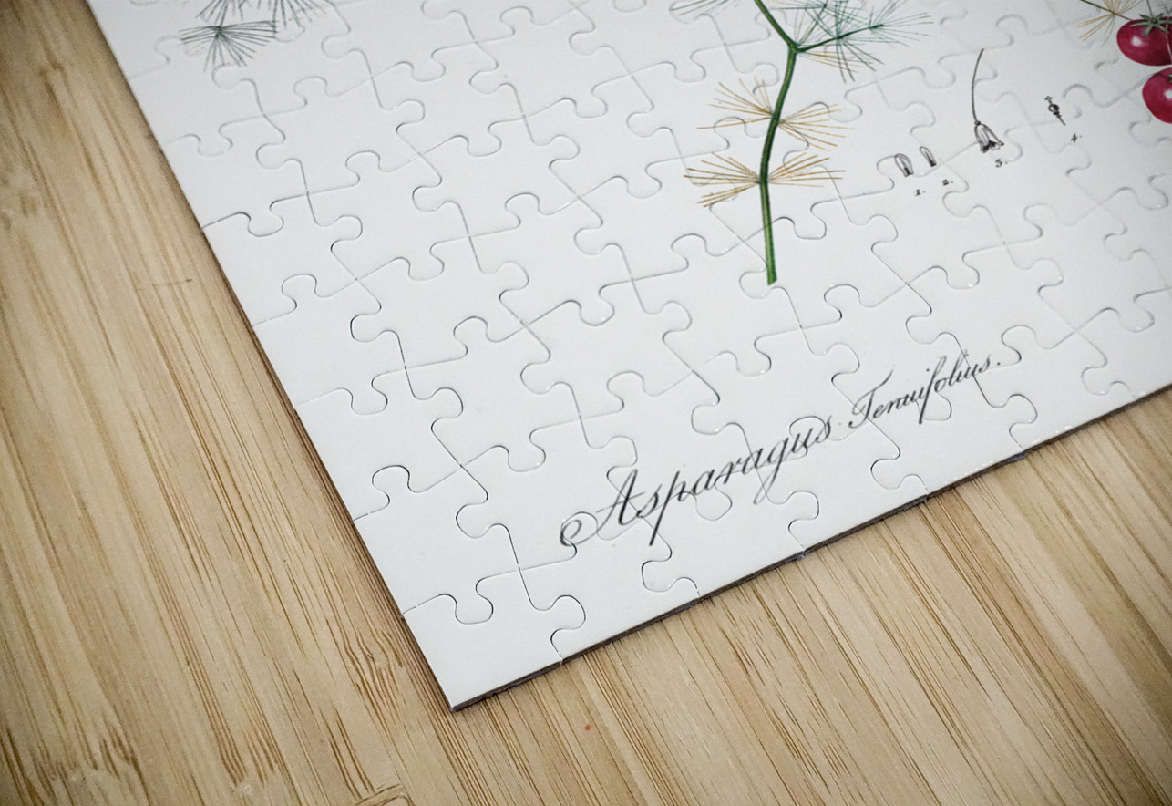 Asparagus fern illustration  IStockHistory com Puzzle