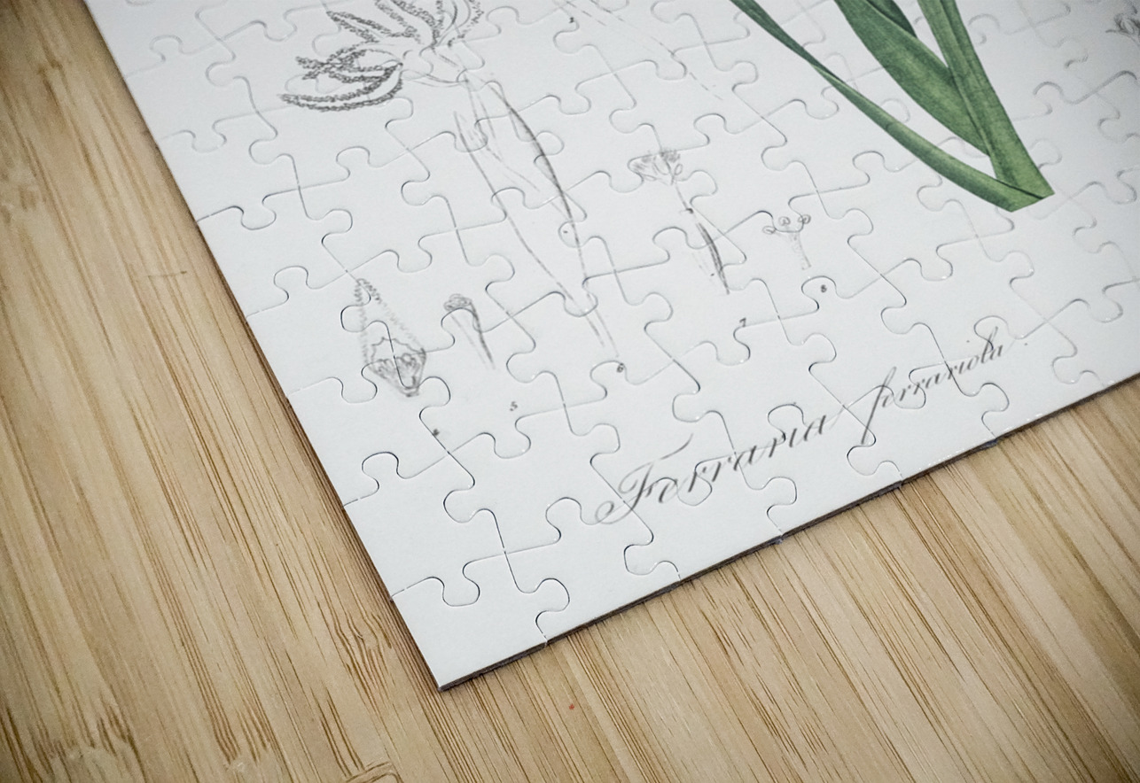 Asparagus fern illustration  IStockHistory com Puzzle