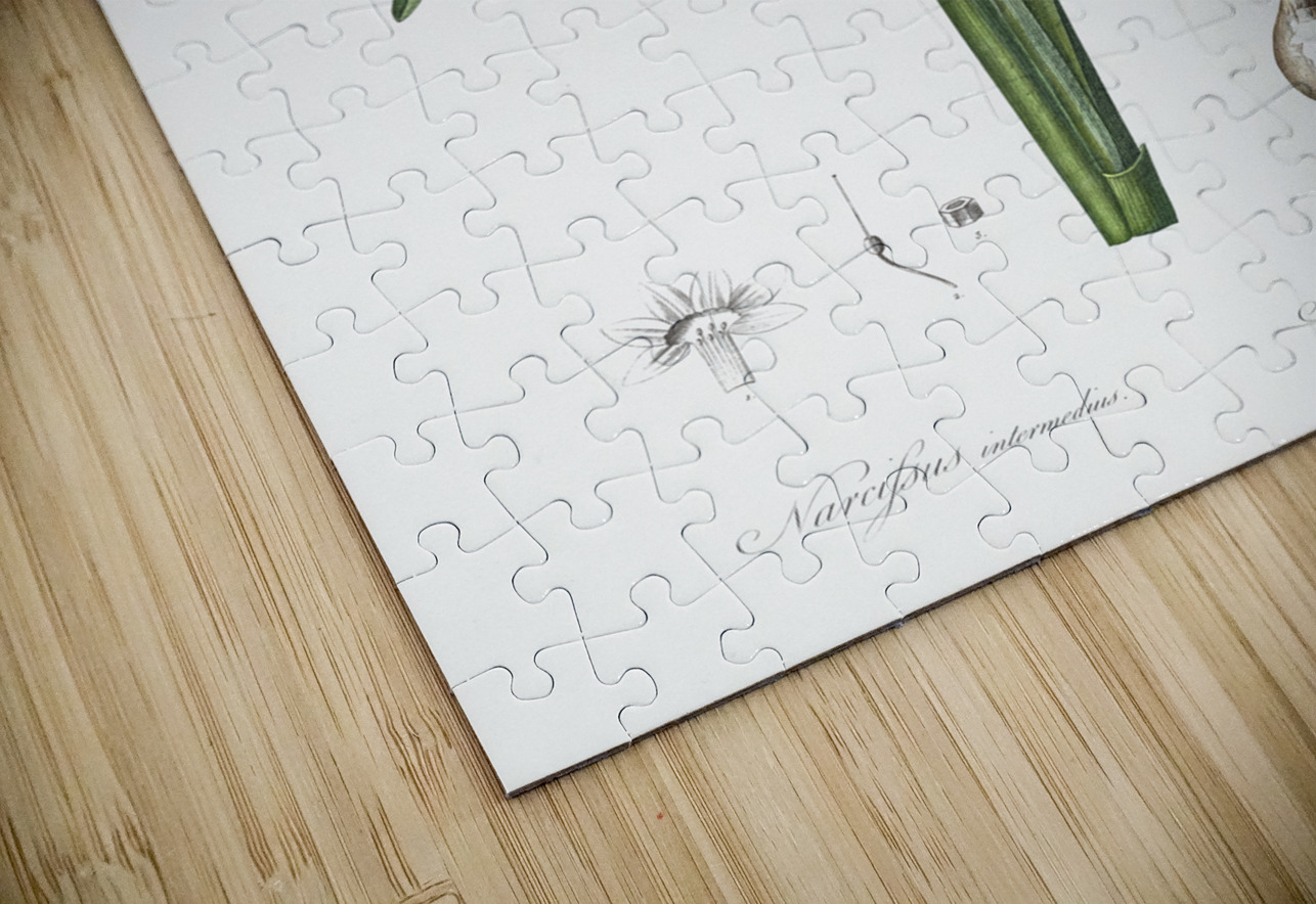 Cowslip cupped daffodil illustration  IStockHistory com Puzzle