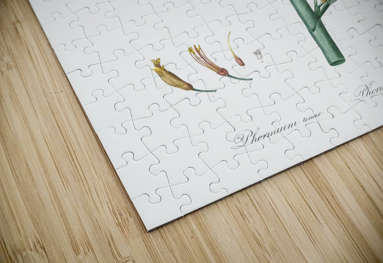 New Zealand flax illustration  IStockHistory com Puzzle