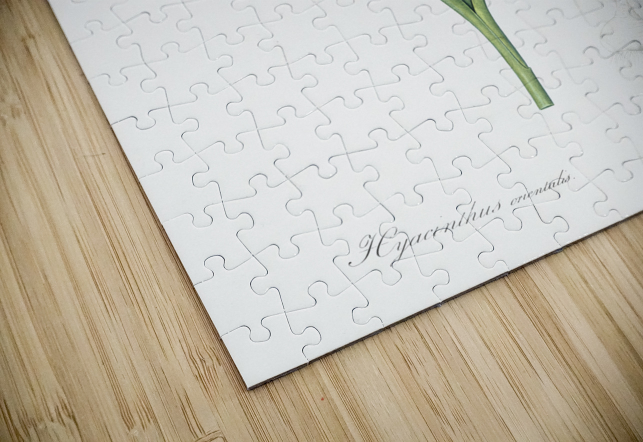 Dutch hyacinth illustration  IStockHistory com Puzzle