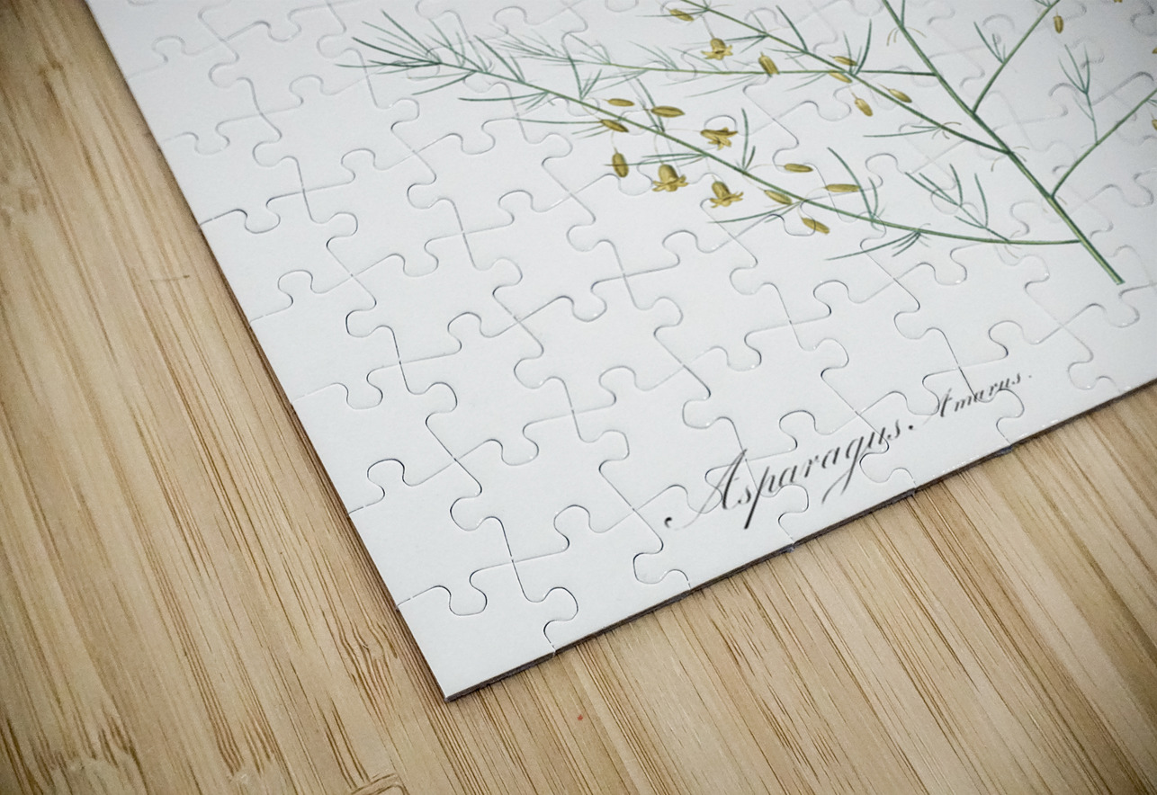 Sea asparagus illustration  IStockHistory com Puzzle