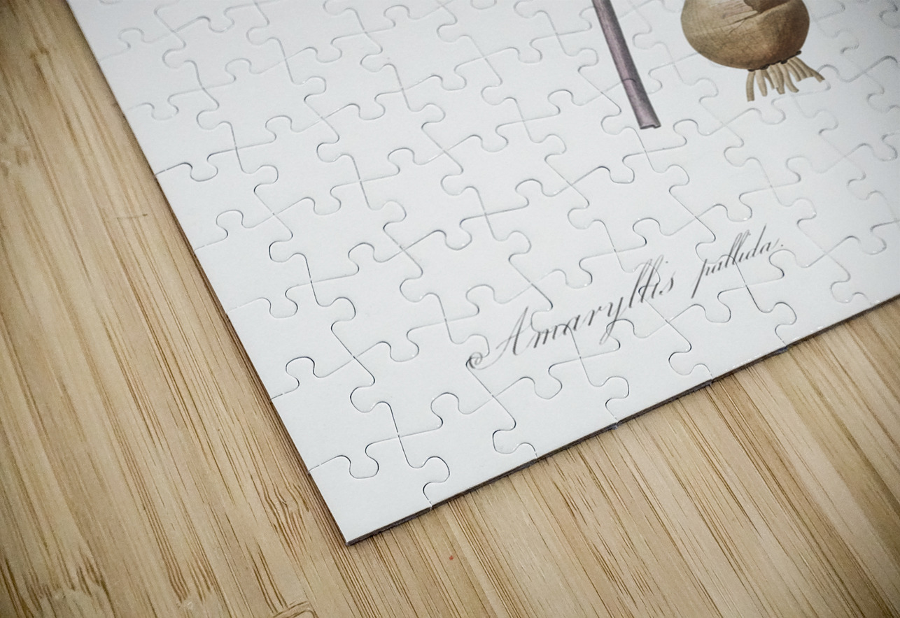 Belladonna lily illustration  IStockHistory com Puzzle