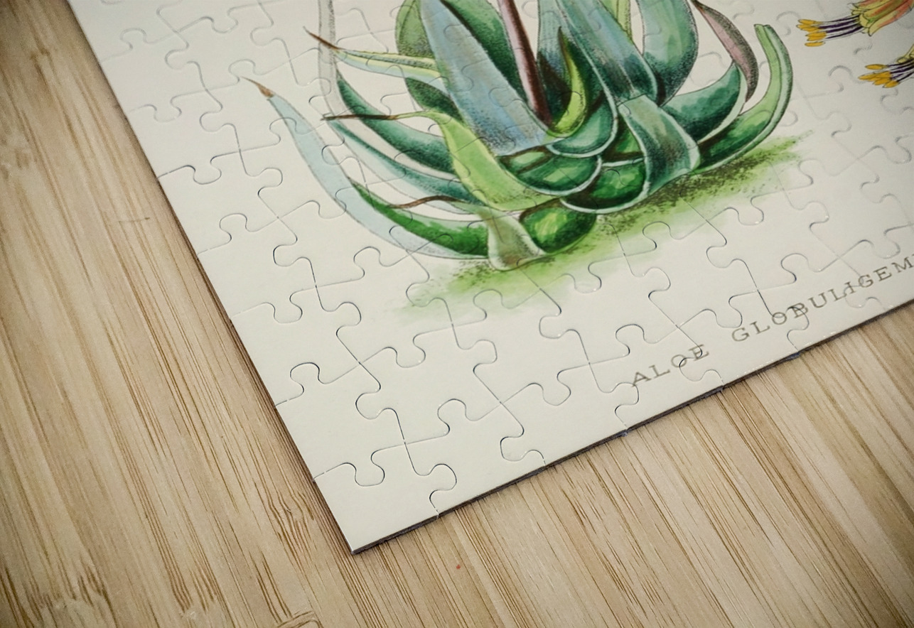 Aloe Globuligemma IStockHistory com Puzzle