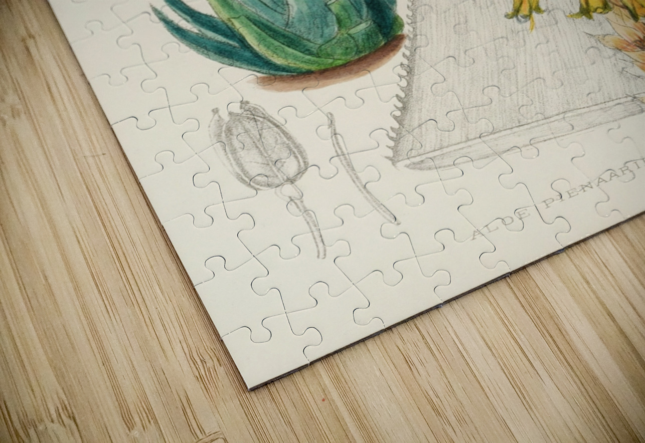 Aloe Pienaarii IStockHistory com Puzzle