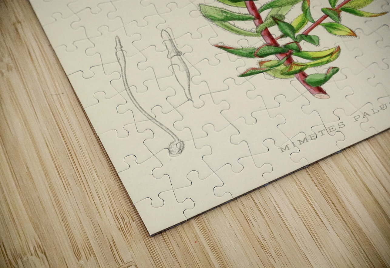 Mimetes Palustris IStockHistory com Puzzle