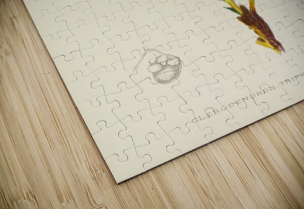 Clerodendron Triphyllum IStockHistory com Puzzle