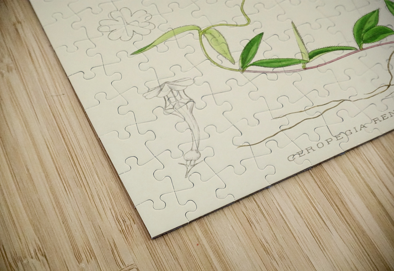 Ceropegia Rendallii IStockHistory com Puzzle