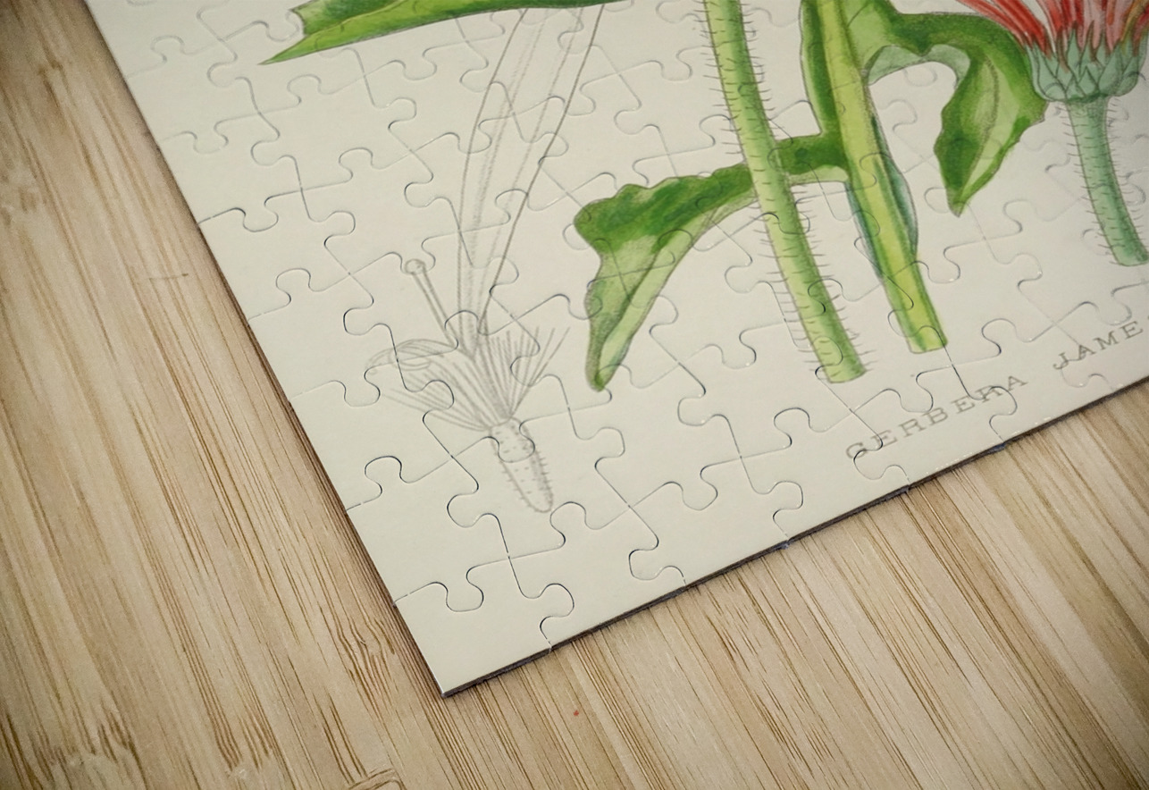 Gerbera Jameson IStockHistory com Puzzle