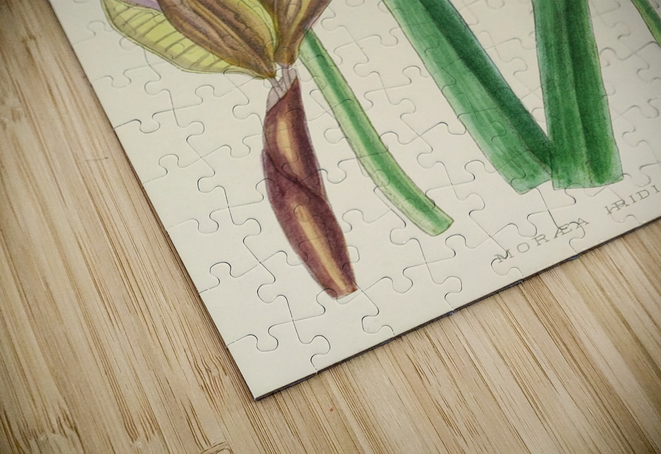 Moraea Iridioides IStockHistory com Puzzle