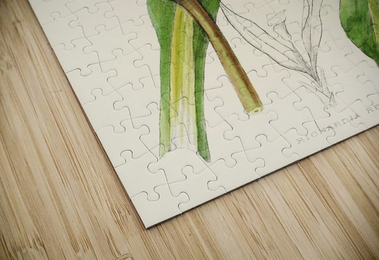 Richardia Rehmanni IStockHistory com Puzzle