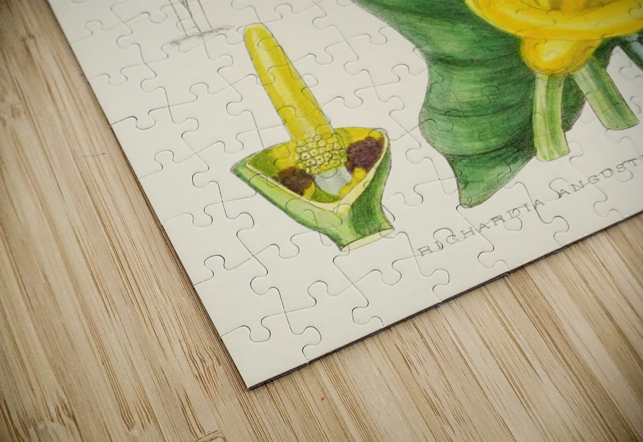 Richardia Angustiloba IStockHistory com Puzzle