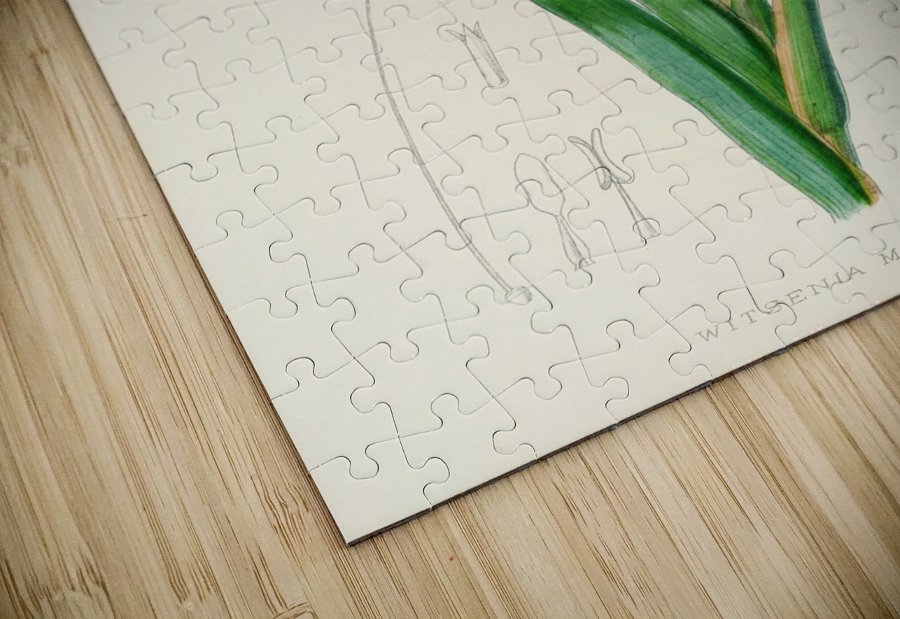 Witsenia Maura IStockHistory com Puzzle