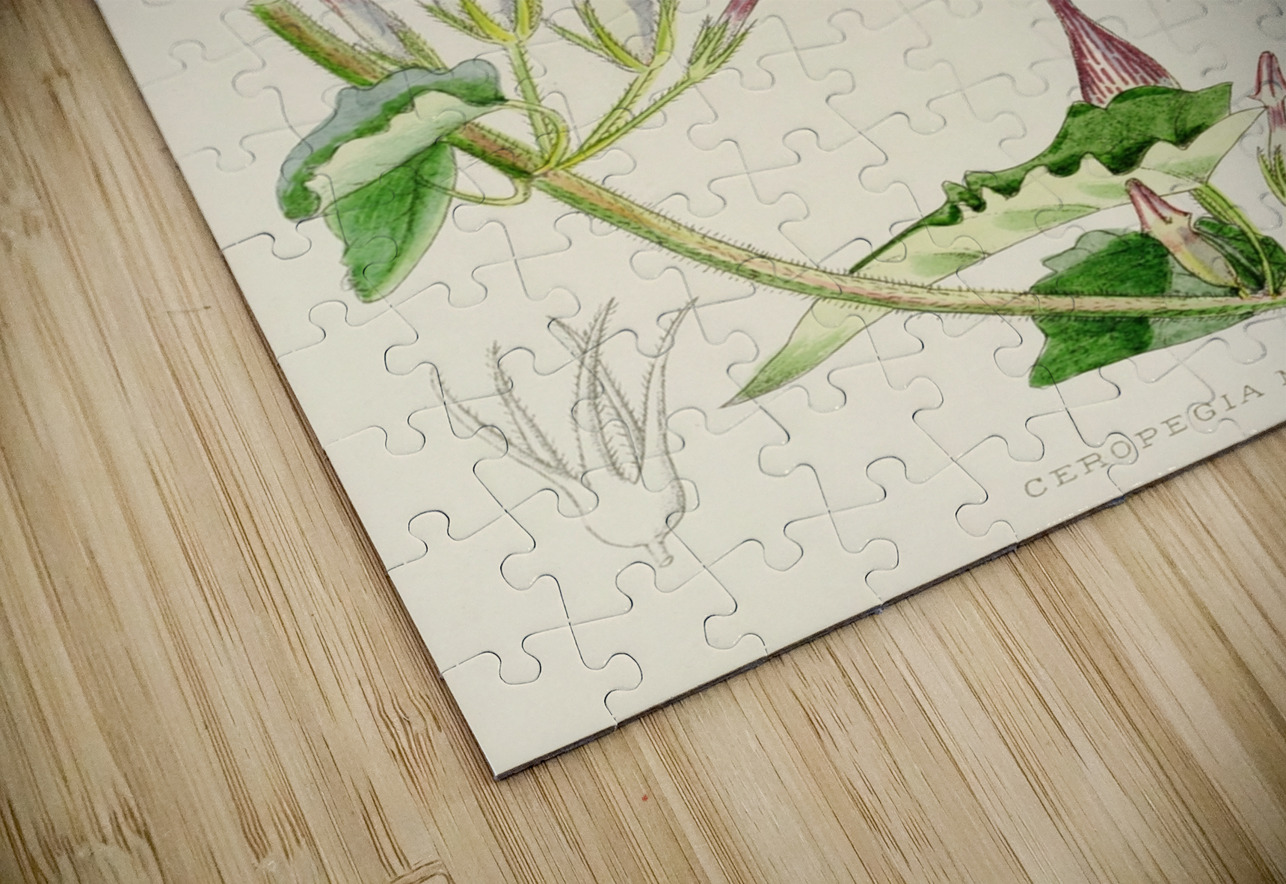 Ceropegia Meyeri IStockHistory com Puzzle