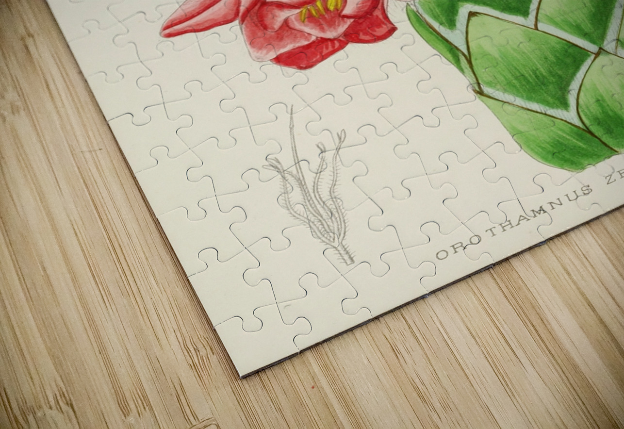 Orothamnus Zeyheri IStockHistory com Puzzle