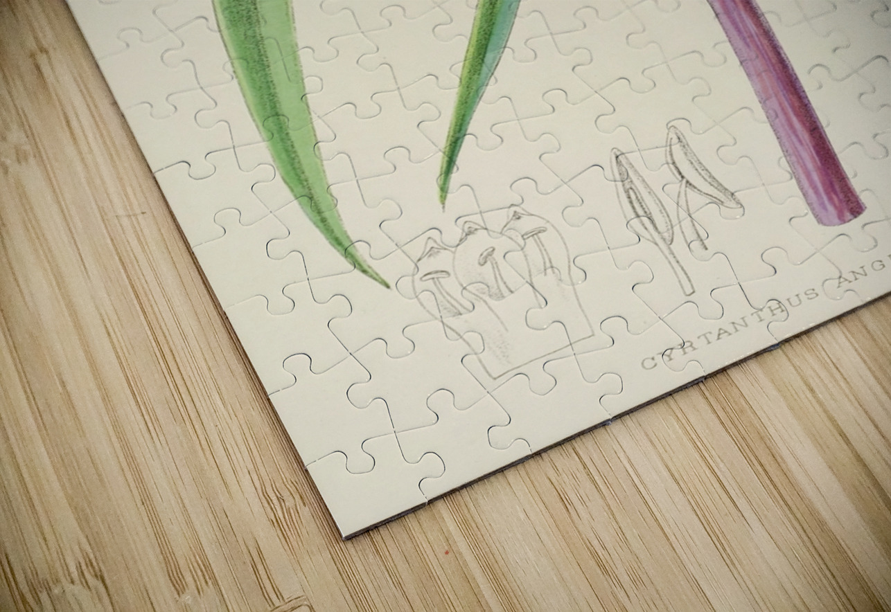 Cyrtanthus Augustifolius IStockHistory com Puzzle