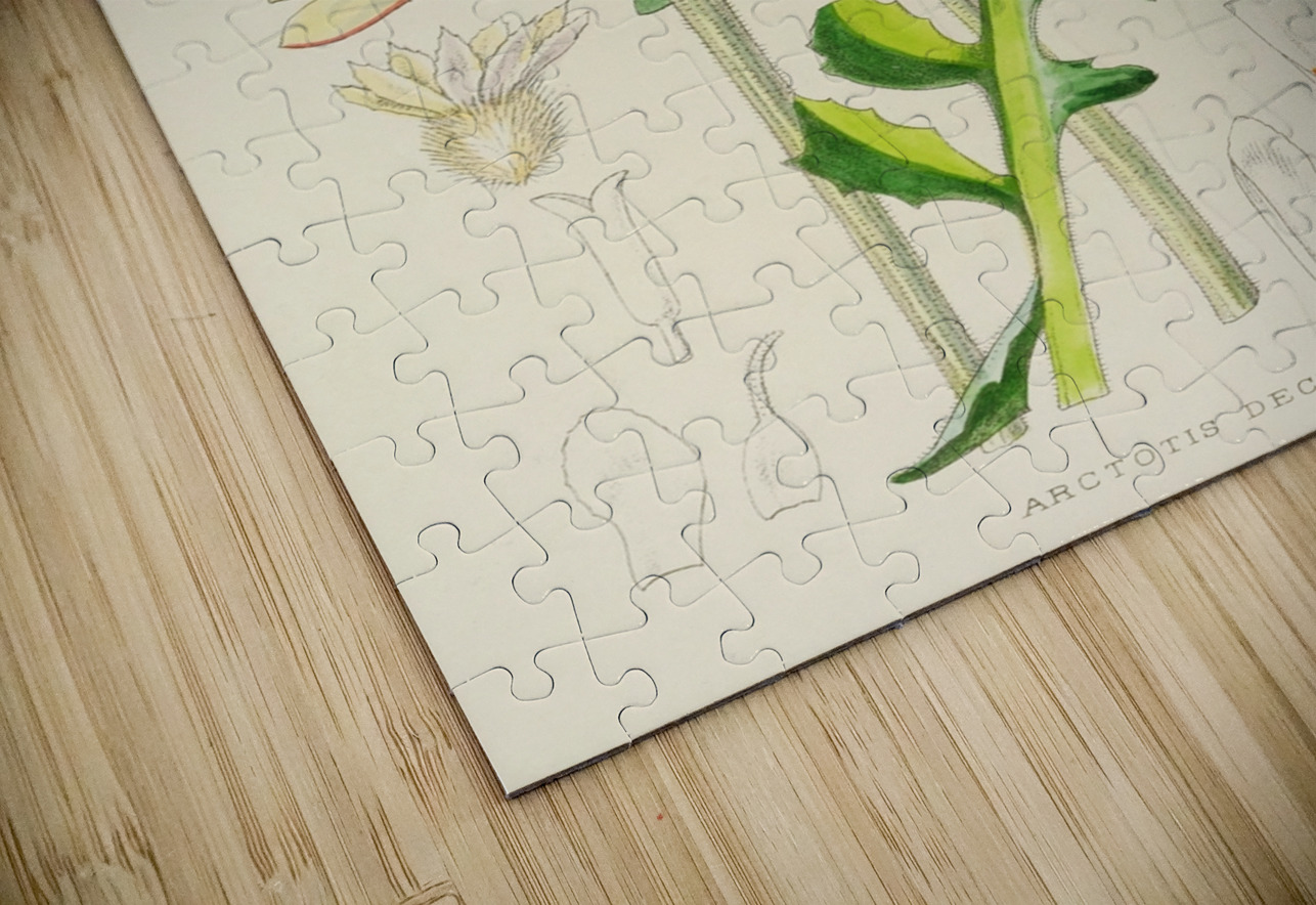 Arctotis Decurrens IStockHistory com Puzzle