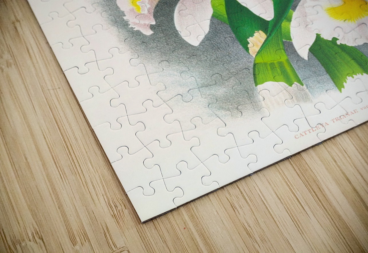 Cattleya Trianae var Pallida  IStockHistory com Puzzle