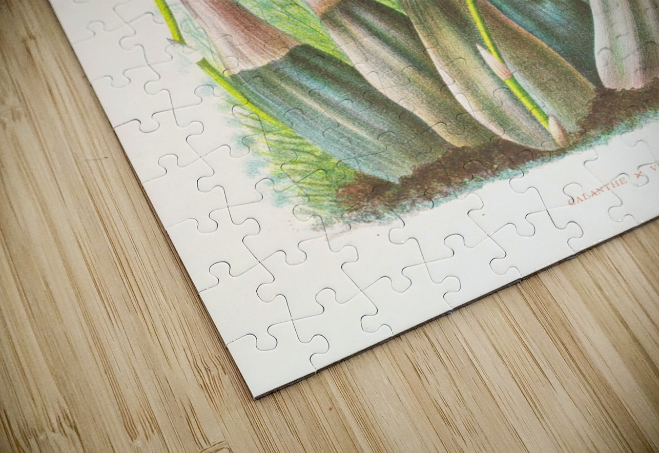 Calanthe veitch IStockHistory com Puzzle