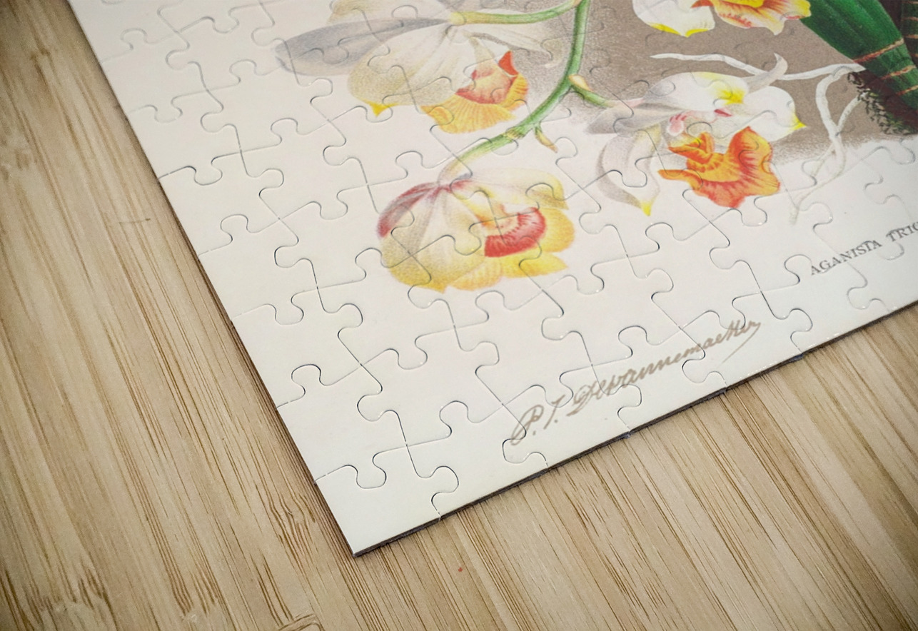 Aganisia tricolor IStockHistory com Puzzle