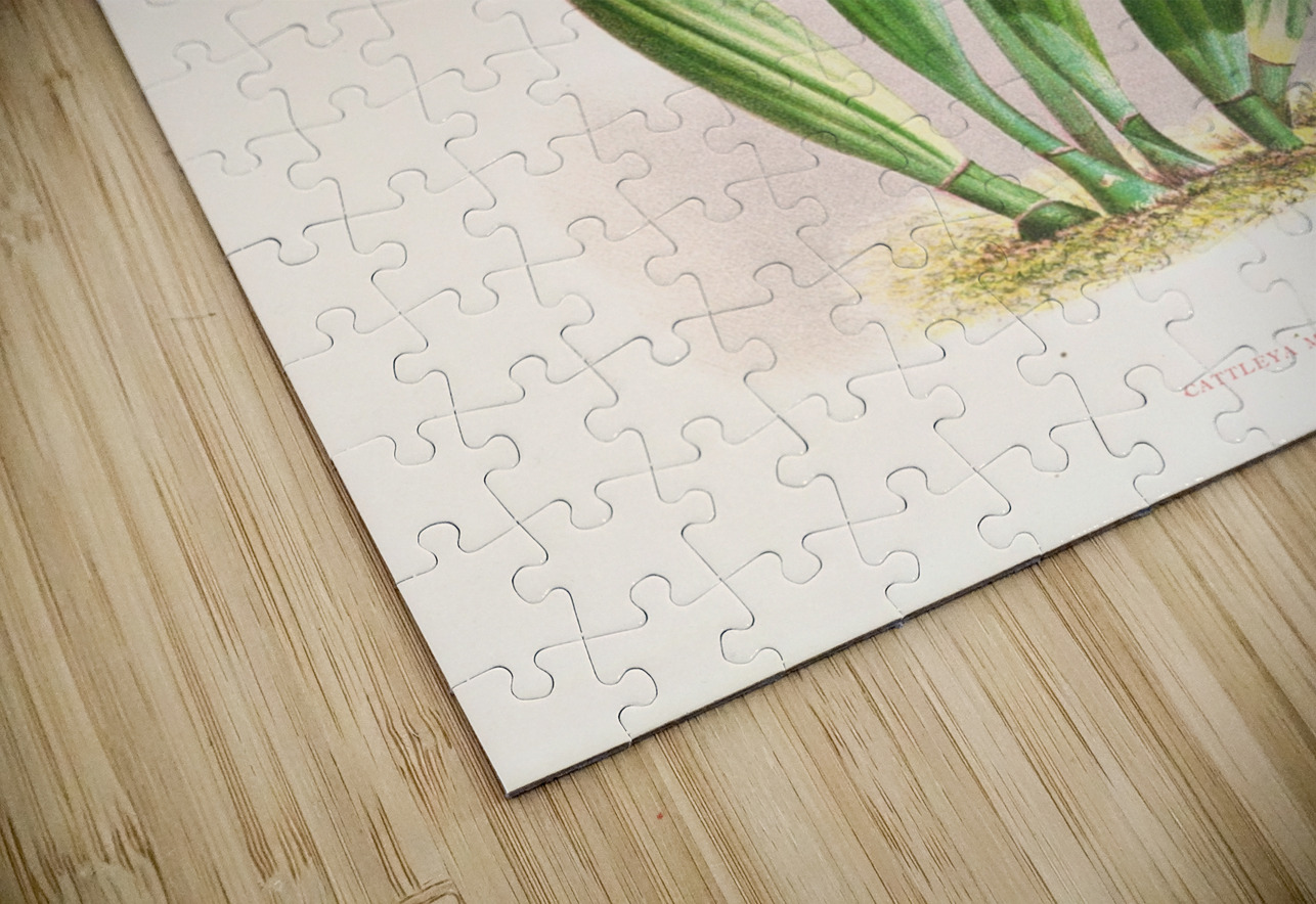 Cattleya Mendeli IStockHistory com Puzzle