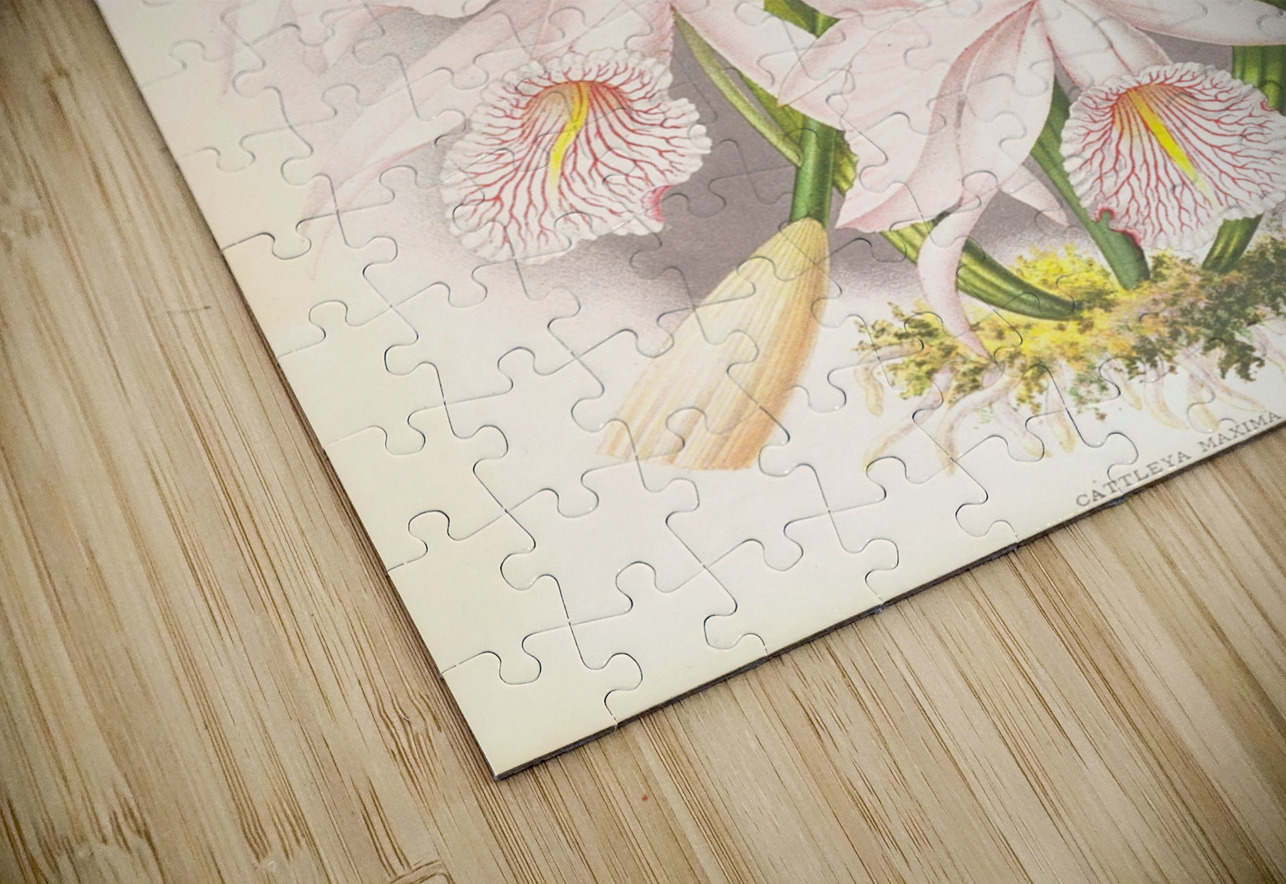 Cattleya Maxima IStockHistory com Puzzle