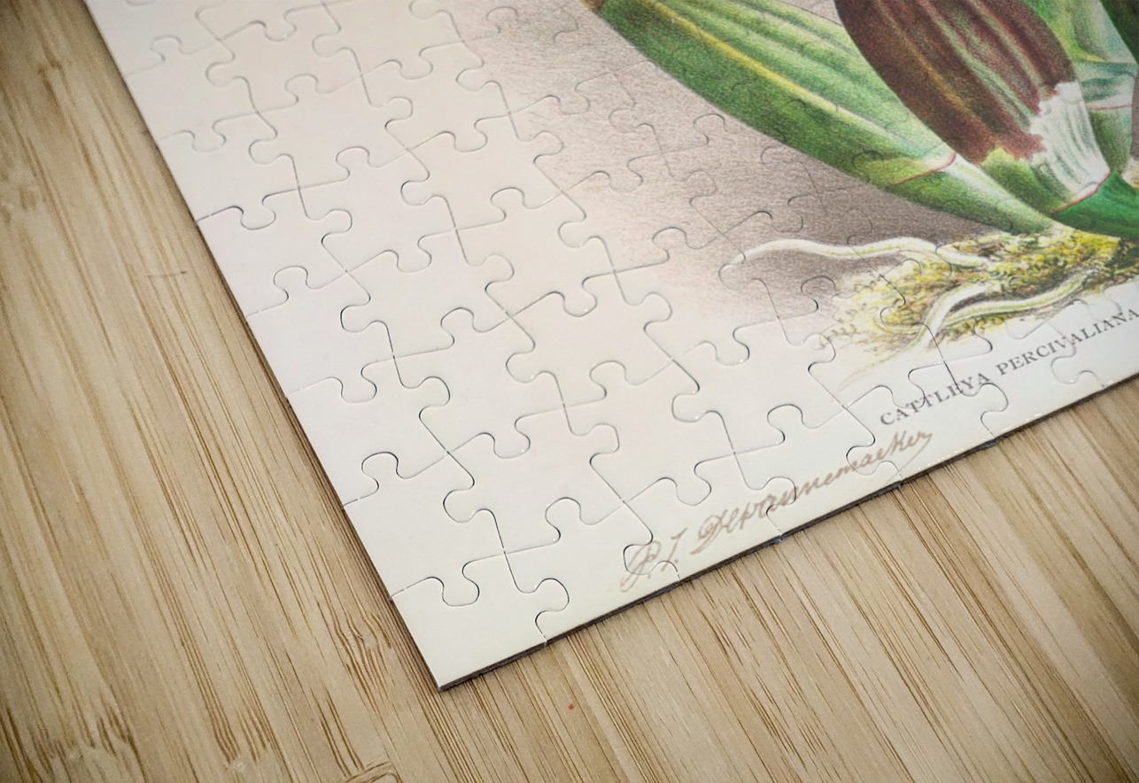 Cattleya percivaliana var reichenbach IStockHistory com Puzzle