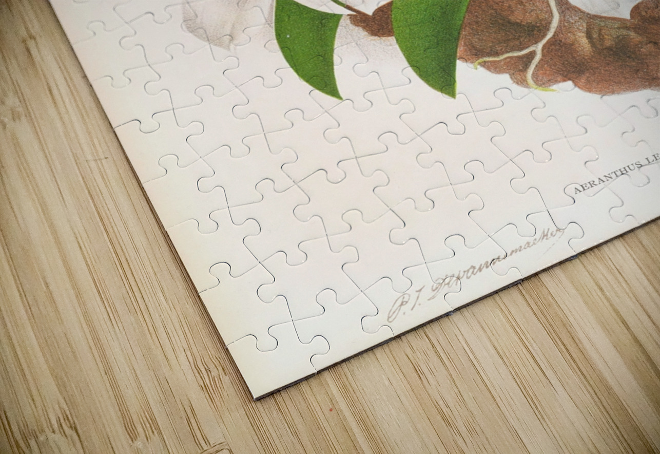 Aeranthus Leonis IStockHistory com Puzzle