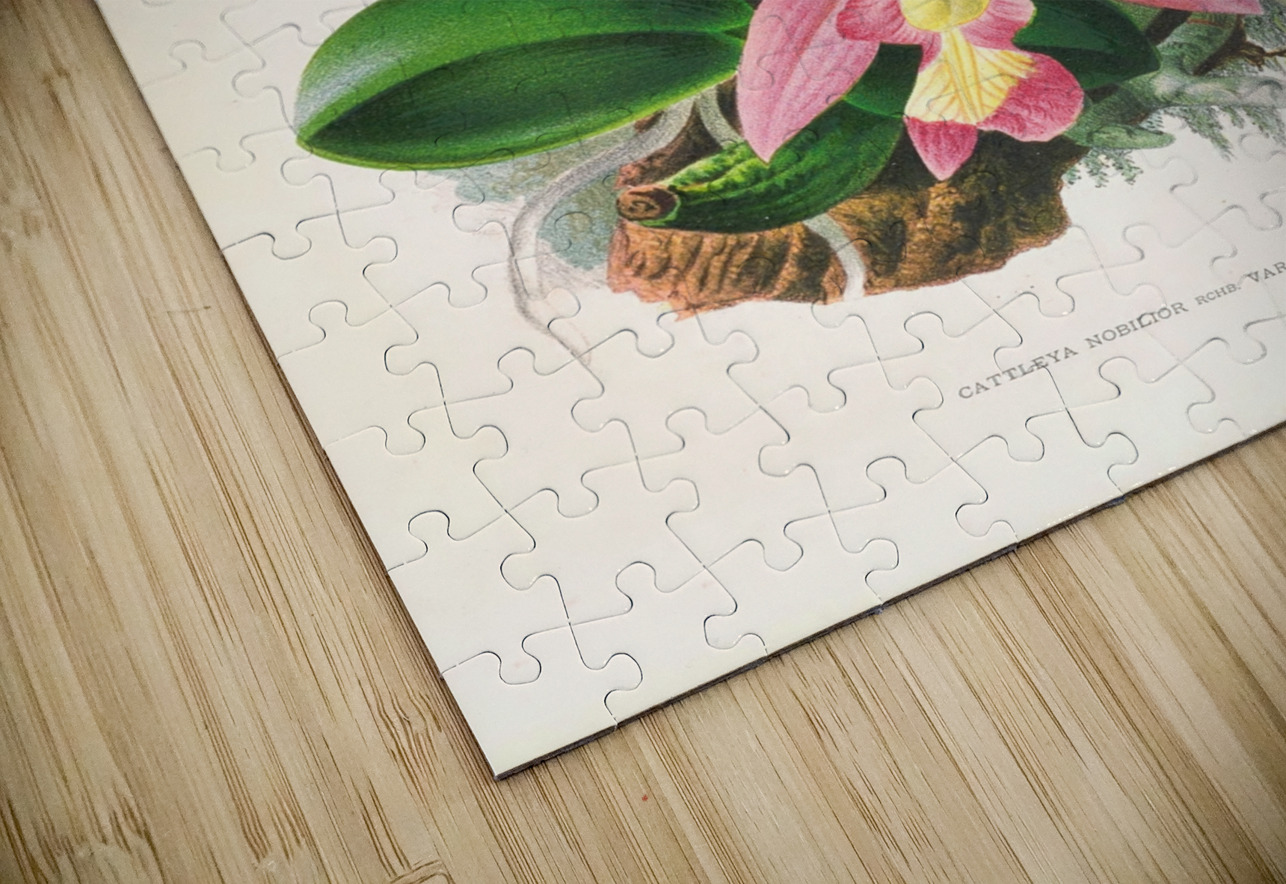 Cattleya nobilior IStockHistory com Puzzle