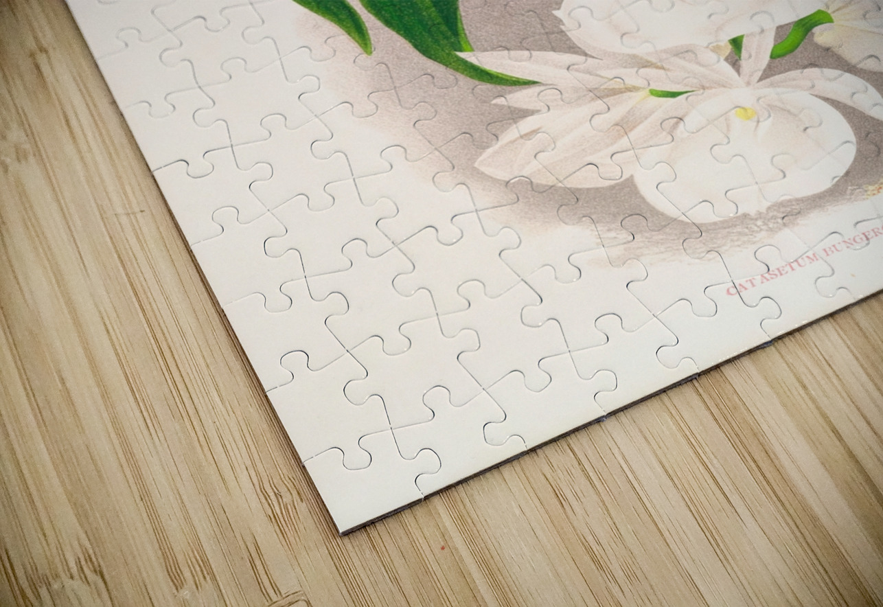 Catasetum bungerothi  IStockHistory com Puzzle