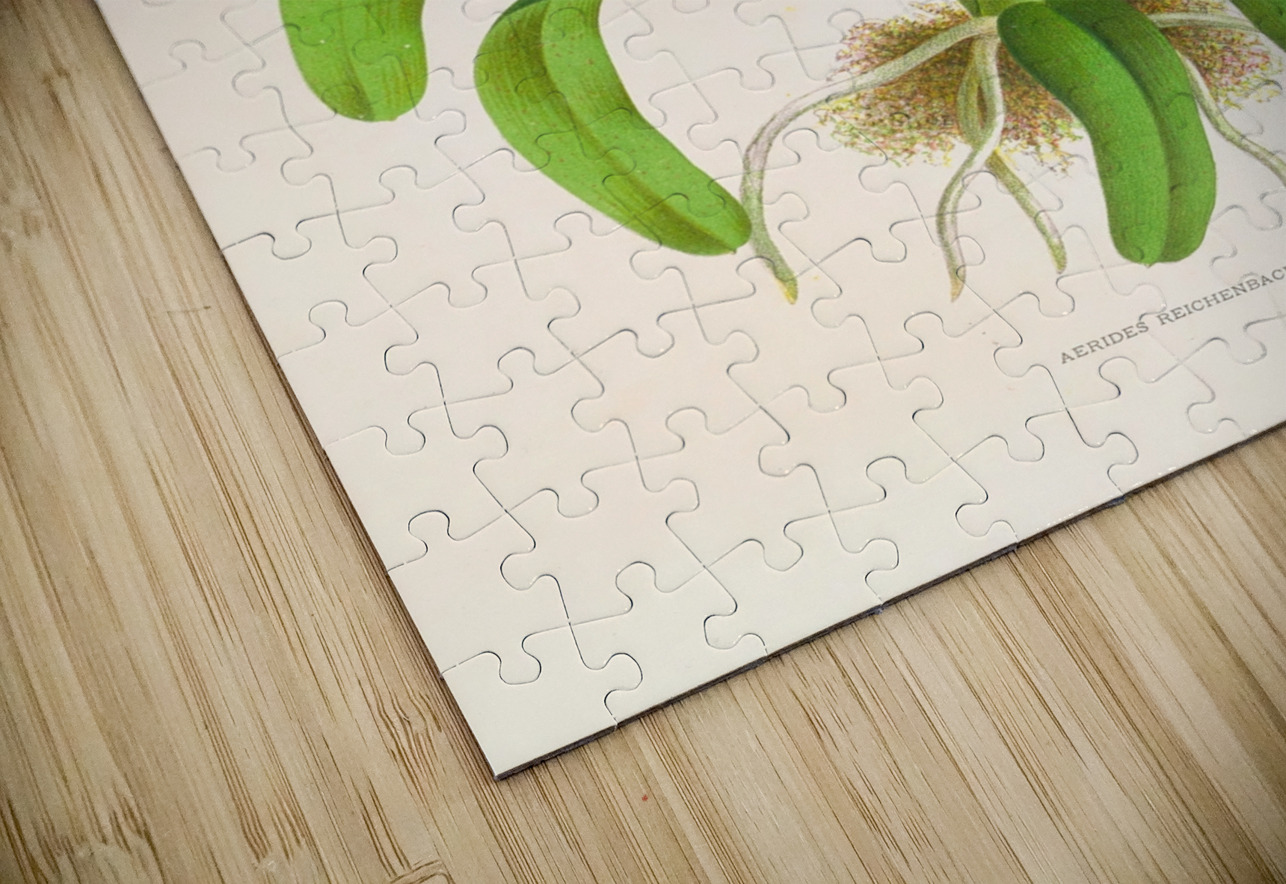 Aerides Reichenbach IStockHistory com Puzzle
