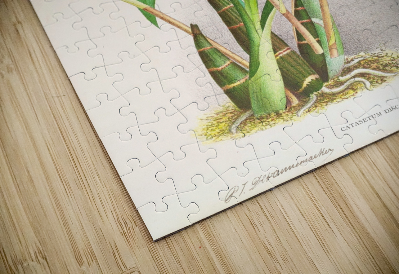 Catasetum Discolor IStockHistory com Puzzle