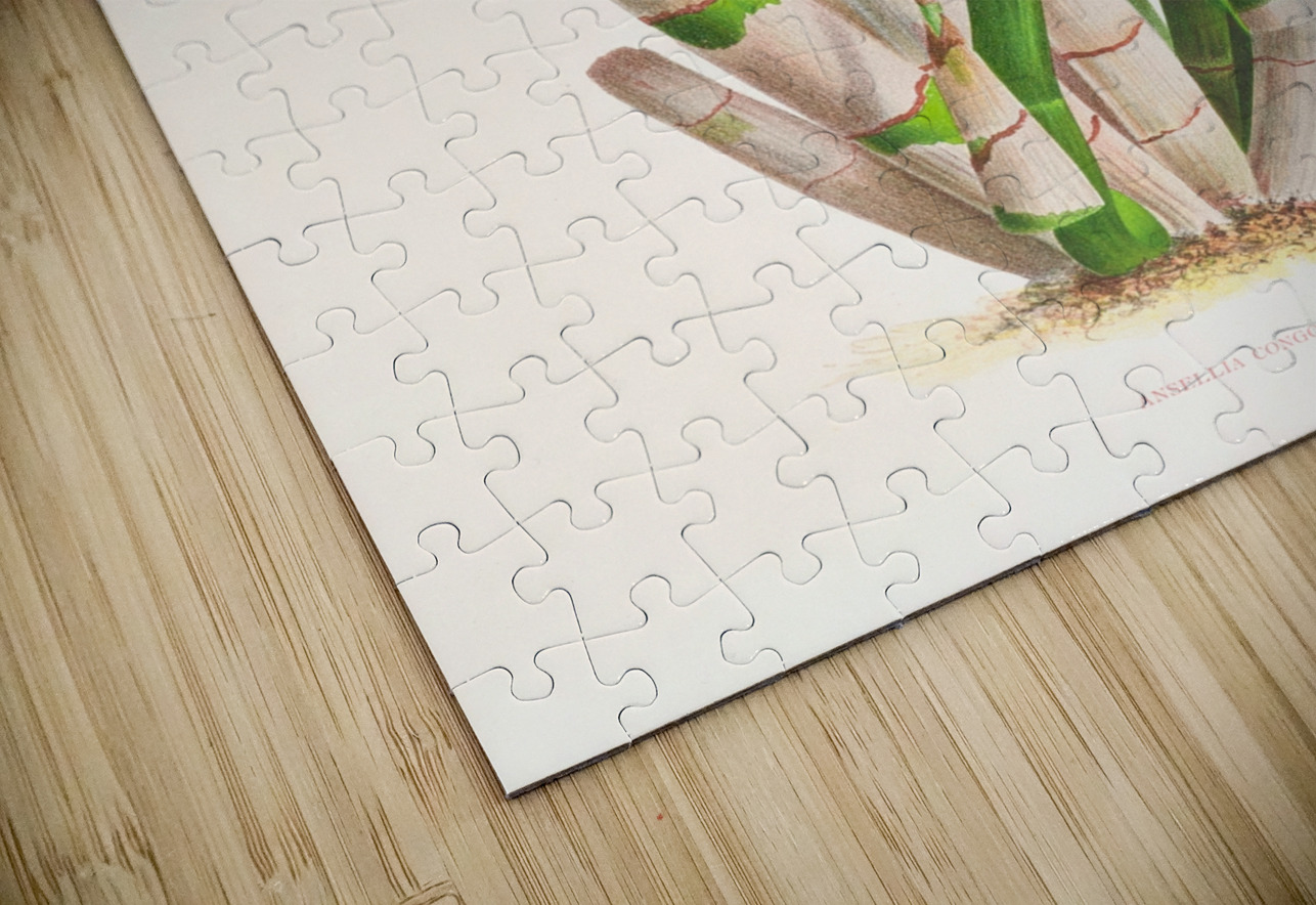 Ansellia congoensis IStockHistory com Puzzle