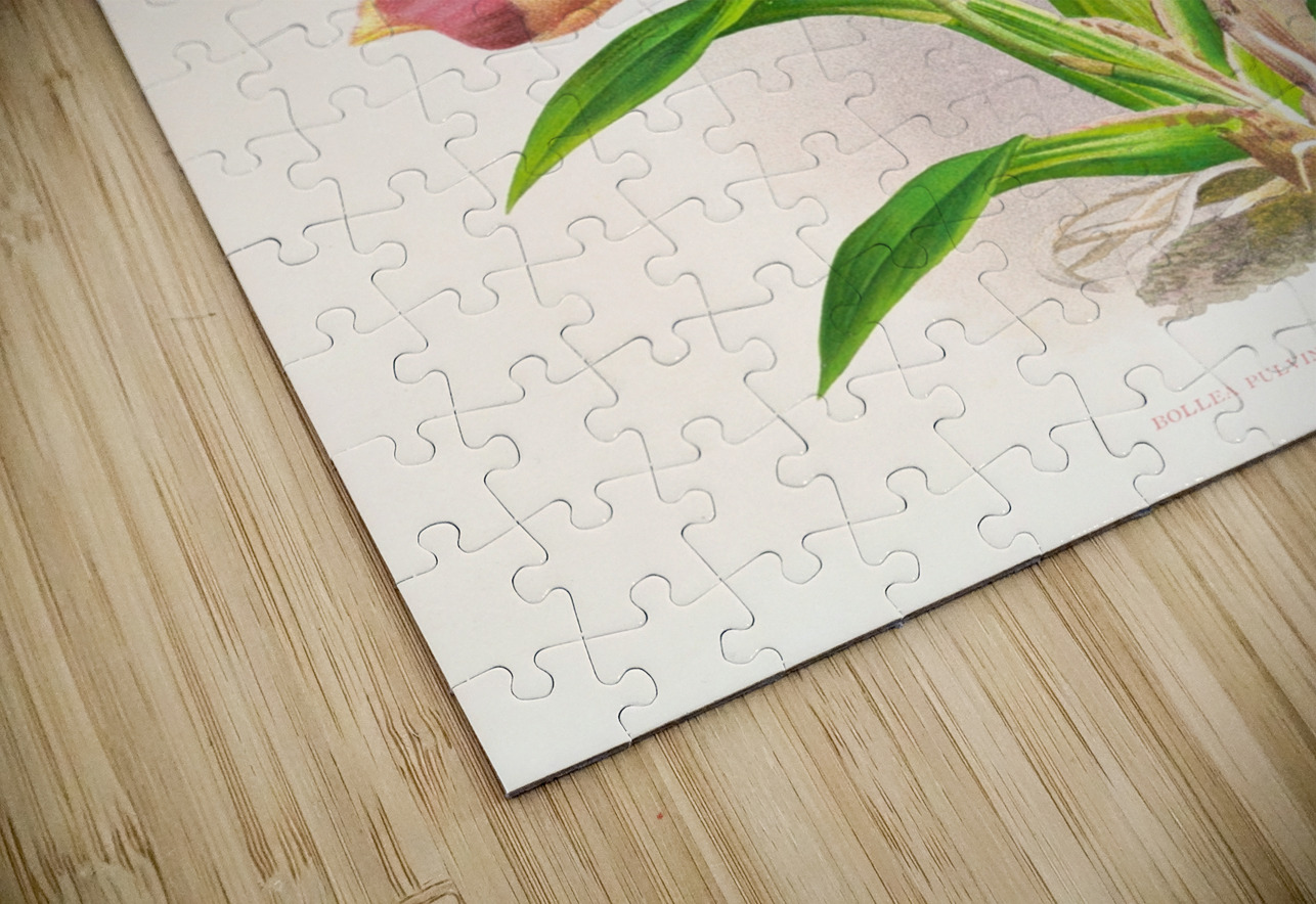 Bollea pulvinaris IStockHistory com Puzzle