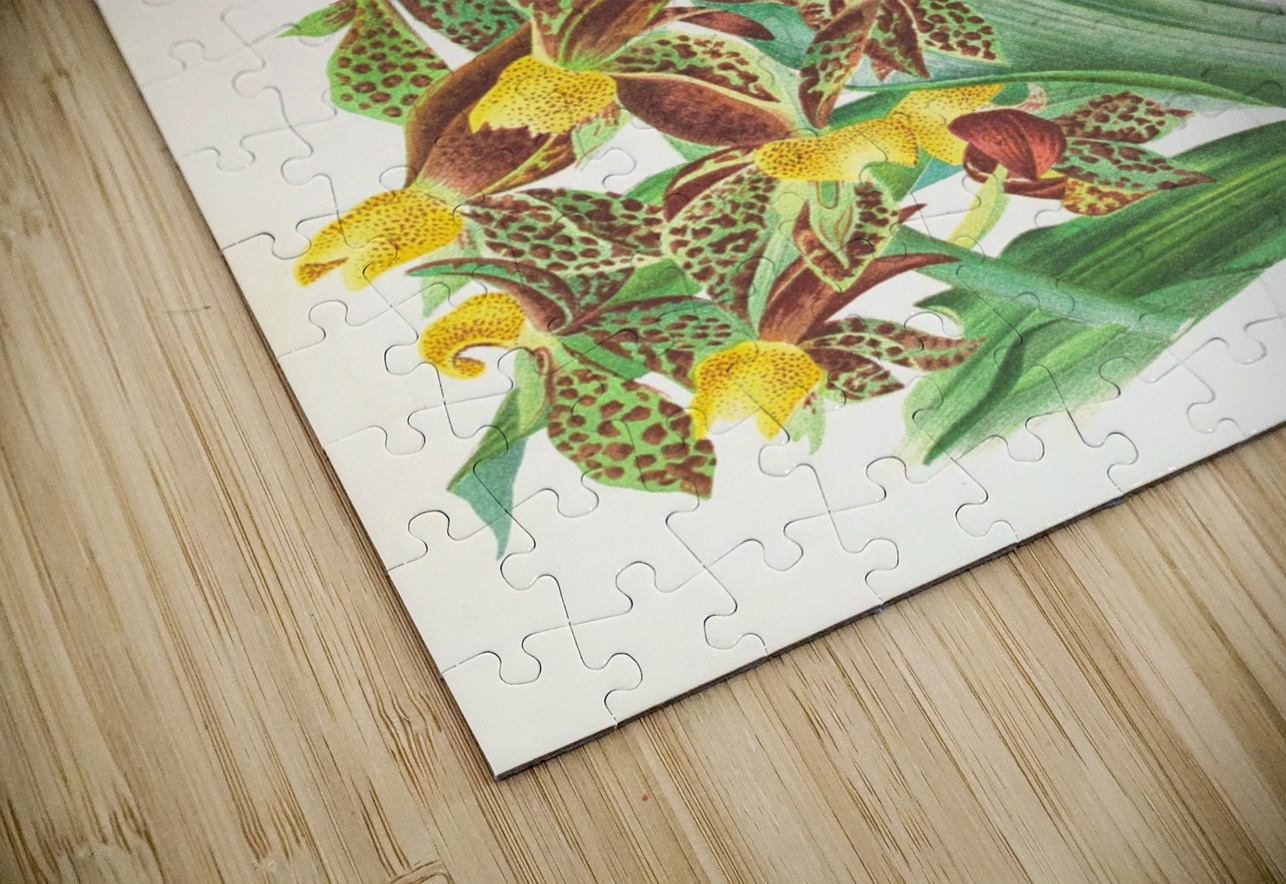 Catasetum rodigasianum IStockHistory com Puzzle