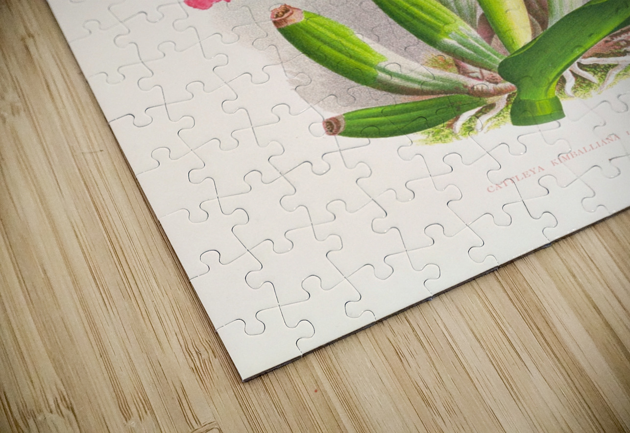 Cattleya kimballiana IStockHistory com Puzzle