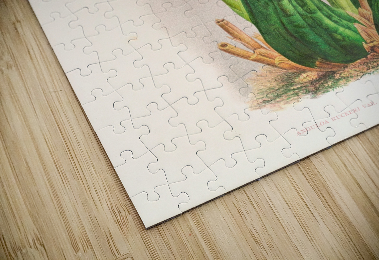 Anguloa Ruckeri var media IStockHistory com Puzzle