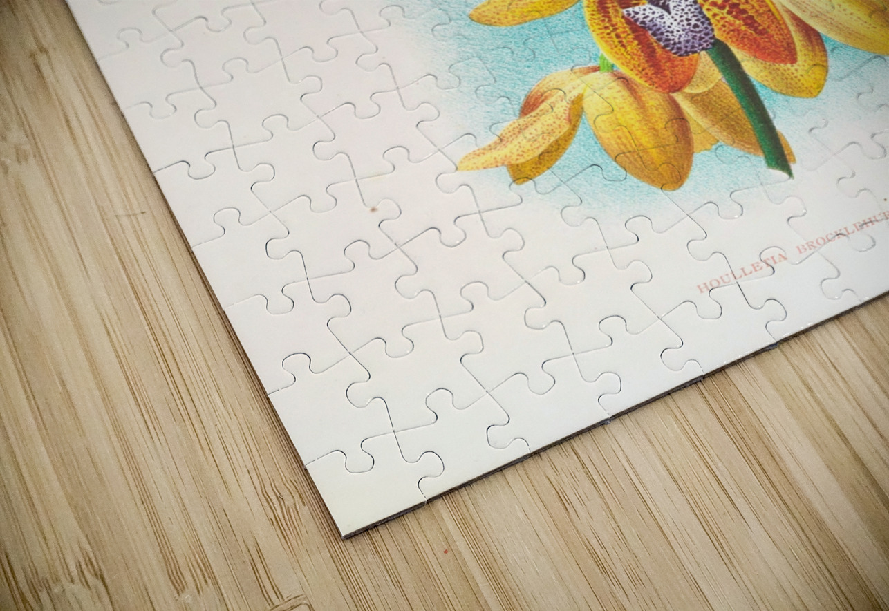 Houlletia brocklehurstiana  IStockHistory com Puzzle