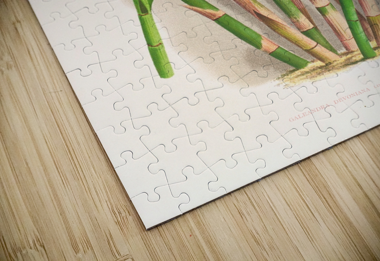 Galendra devoniana IStockHistory com Puzzle