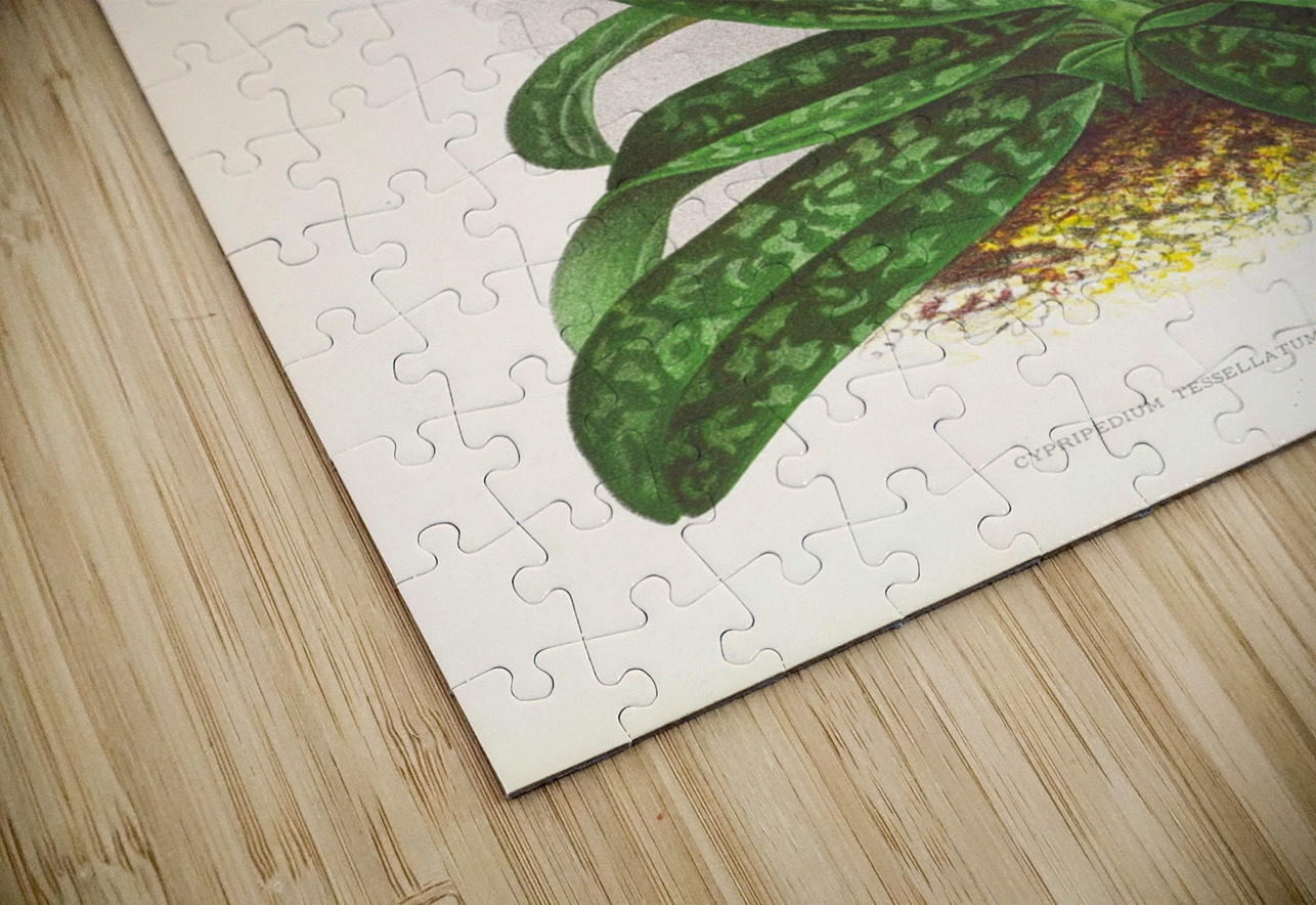 Cypripedium tessellatum IStockHistory com Puzzle