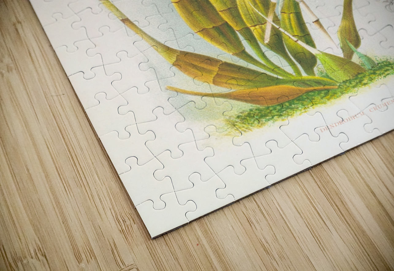 Dendrobium crumenatum IStockHistory com Puzzle