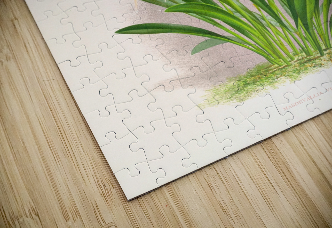 Masdevallia veitchiana  IStockHistory com Puzzle
